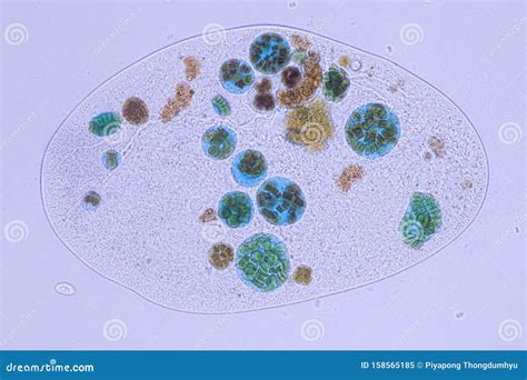  Balascio: Un protiste microscopique aux cils vibrants qui danse avec élégance au cœur des écosystèmes aquatiques!