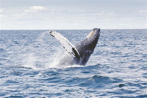  Baleine à Bosse! Découverte d’un Mammifère Marin Géant Doté d'une Vocalisation Unique et Intrigante