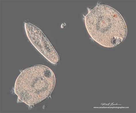  Didinium: Un Prédateur Microscopique Agile à la Chasse Impitoyable !