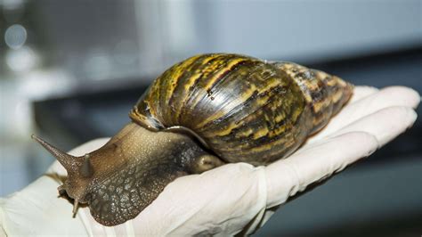  Élégance en Coquille: Découverte du limaçon de mer et ses habitudes fascinantes!