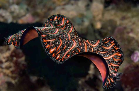  Fine-Spot Flatworm: This Underwater Athlete Can Regenerate Entire Body Parts With Astonishing Precision!