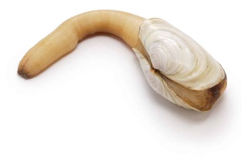  Geoduck! Un animal marin fascinant qui filtre l'eau et respire à travers ses branchies