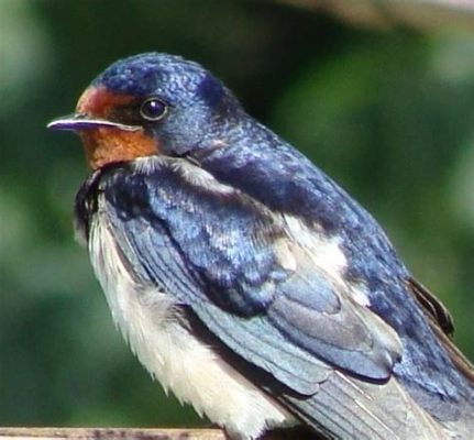  Hirondelle: Un oiseau migrateur aux ailes brillantes qui chante une mélodie envoûtante pendant ses vols acrobatiques!