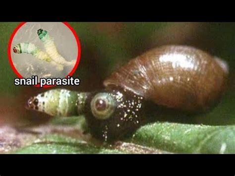  Leucochloridium Paradoxum: Quel Parasite Peut Transformer Des Escargots En Zombie ?