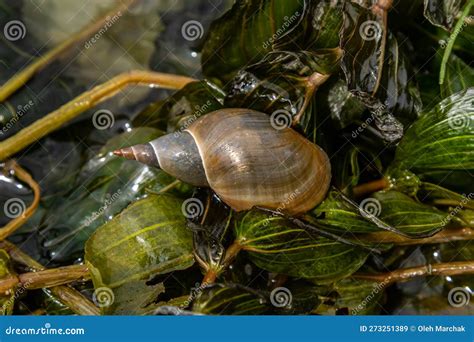  Lymnaea: Une Escargot d'Eau Douce aux Mouvements Mystiques!