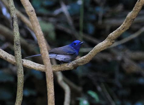  Tchitrec! Un petit oiseau au chant puissant qui aime le froid