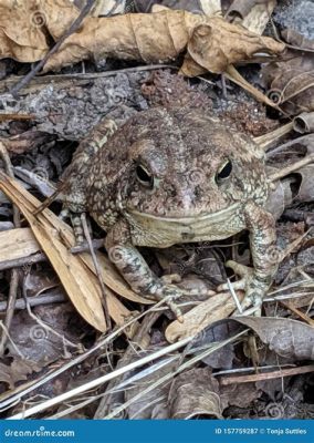  Le Crapaud: Un Champion de camouflage qui aime la compagnie des autres amphibiens!