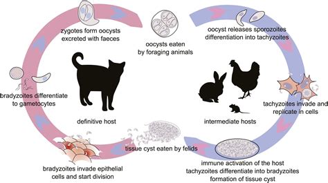 Toxoplasma Gondii: Un parasite unicellulaire invisible qui contrôle l'esprit des rats et se cache dans la viande que vous mangez!