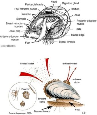  Quel est ce Bivalve Qui Détient le Titre de «Champion du Filtration» parmi les Mollusques ?