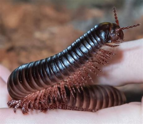  Ypsilocystis: Une créature fascinante à mille pattes aux allures de danseuse ! 