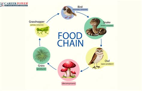  Zeuxidion: Une Créature Fascinante qui Se Cache dans le Sable et qui Participe à l’Équilibre de la Chaîne Alimentaire