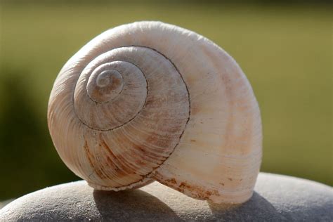  Bolinella : une limace qui se nourrit de détritus marins et construit son coquille en spirale !