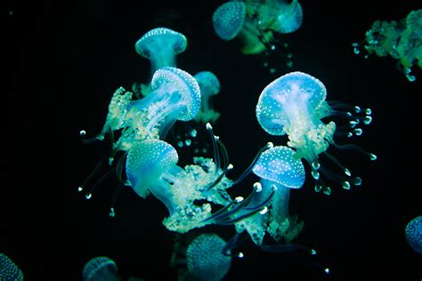  Bubble Coral:  A Miniature Rainbow Underwater City With Tentacles That Glow!