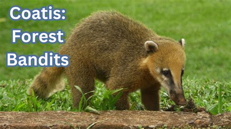  Coati - Des Maîtres de la Forêt Tropicale qui Aiment Se Déguiser en Bandits