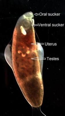  Echinostoma, un ver trématode qui aime le voyage et les petites créatures aquatiques !