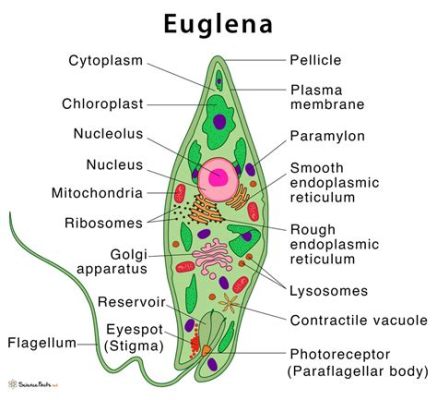  Euglena:  Une Algues Unicellulaire Qui Se Déplace Comme Un Animal et Photosynthétise Comme Une Plante!