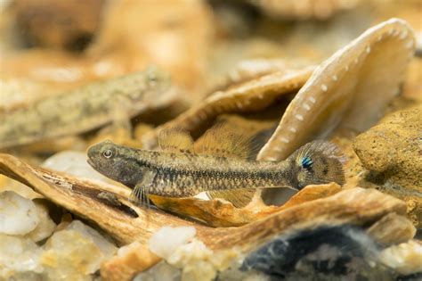  Goby! A Small Fish With Big Appetite That Can Adapt To Any Environment