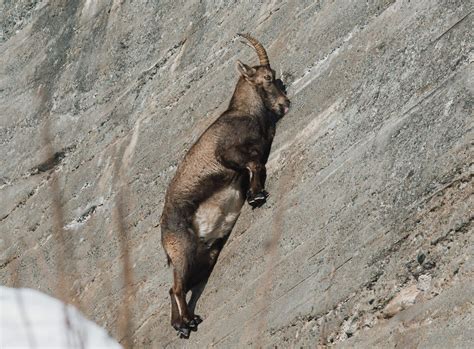  Ibex: Une Créature des Cimes aux Cornes Spirales qui Défie la Gravité avec Élégance