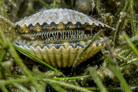  Jouret ! Découvrez ce Bivalve qui se cache dans les profondeurs et filtre l’eau avec élégance