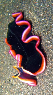  Jumping Jellyfish: This Tiny Flatworm Possesses Amazing Regenerative Abilities