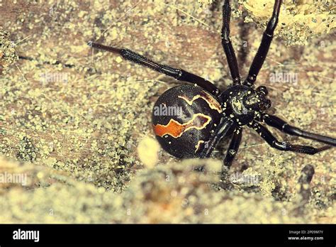  Katipo! Une araignée redoutable avec une toile hypnotique qui piège ses proies innocentes