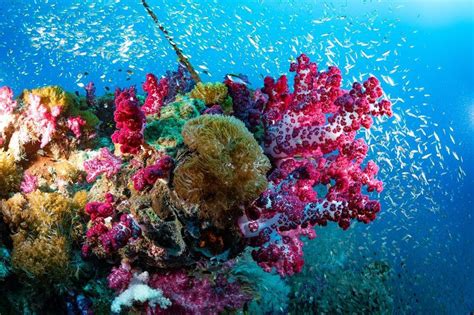  Queensland Carpet Coral: Une merveille de la vie marine aux couleurs vibrantes, à la fois étrange et envoûtante!