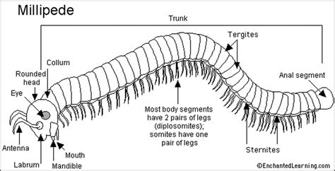  Rhynchospora! Découvrez Ce Myriapode Aux Antennes Qui Rappellent un Petit Instrument de Musique