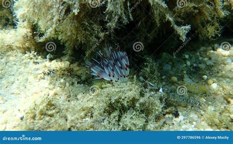  Sabella pavonina: Un ver polychète aux plumes vibrantes qui danse avec la mer !