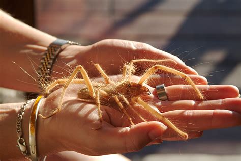  Solifugae:  Are These Fuzzy Hunters Truly Eight-Legged Spiders From Another Planet?