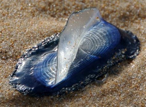  Velella Velella: Une créature mystérieuse oscillant entre la vie de plancton et celle d'un prédateur redoutable!