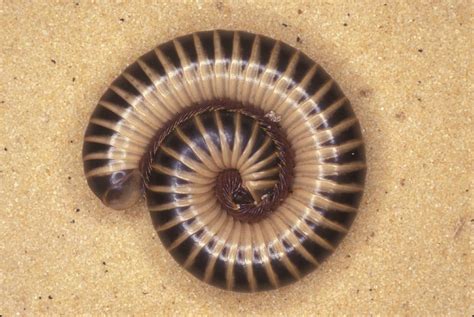  Worm Millipede: Can This Ancient Creature Really Survive Being Frozen?